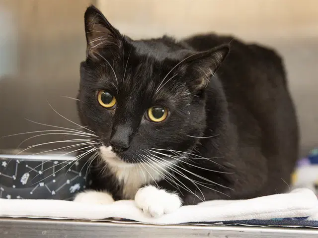 Link - Domestic Short Hair