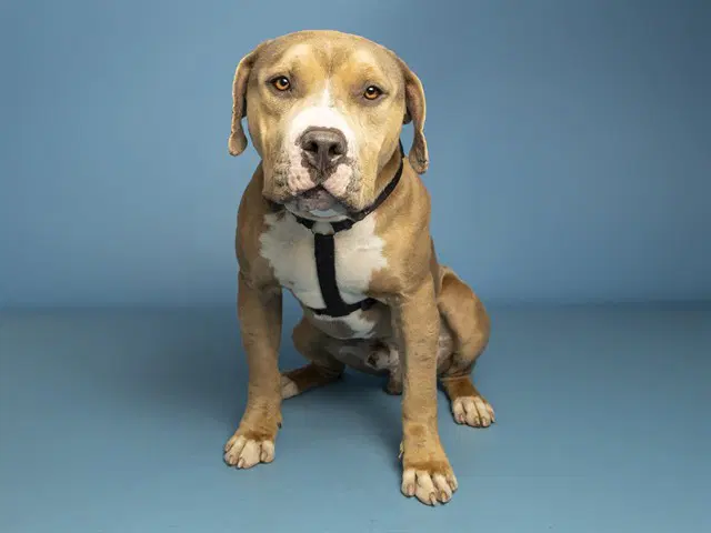 Eeyore - American Pit Bull Terrier