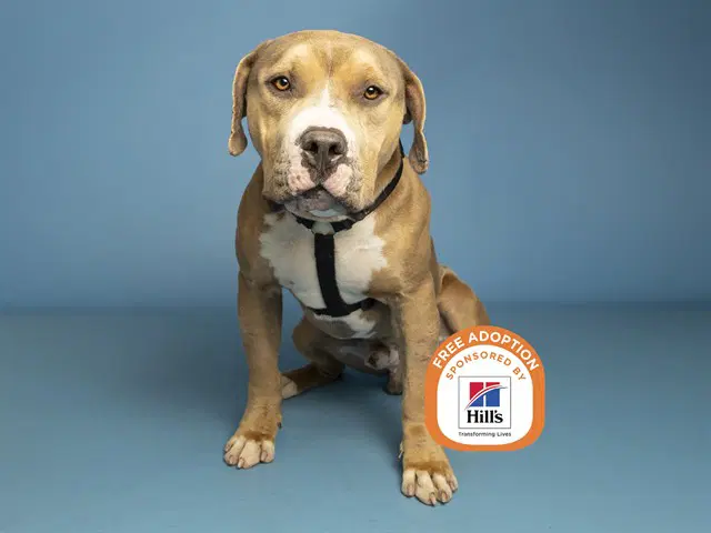 Eeyore - American Pit Bull Terrier