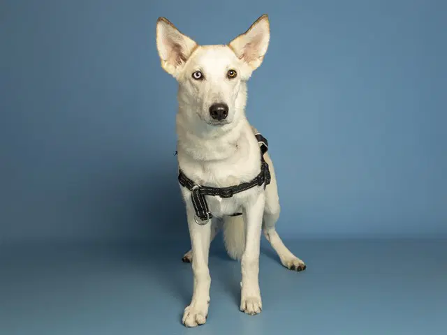Casper - Husky