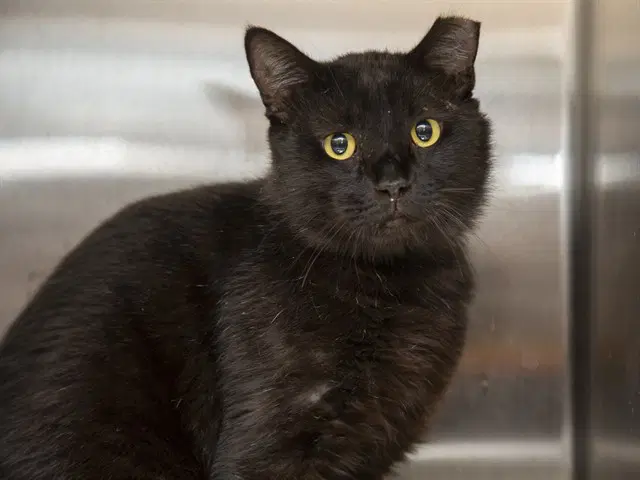 Thackery - Domestic Short Hair
