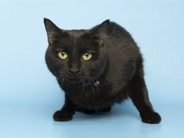 Little - Domestic Short Hair