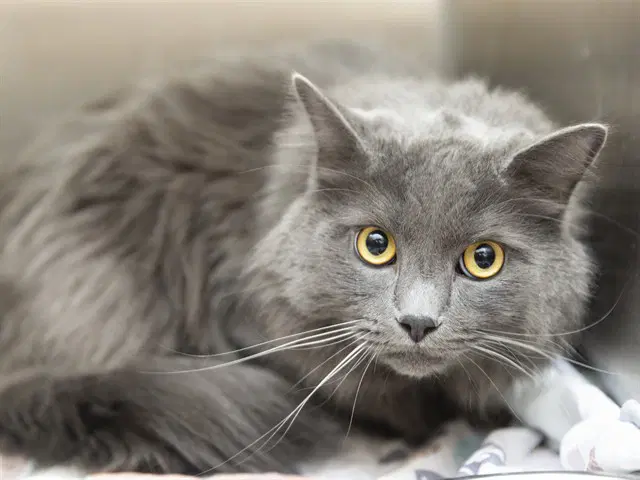 Storm - Domestic Long Hair