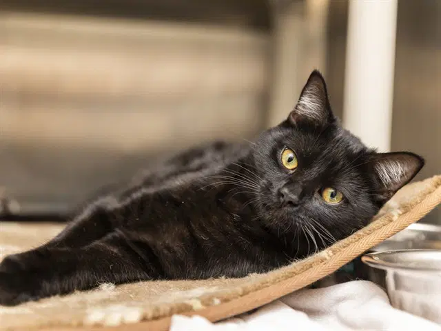 Binx - Domestic Short Hair