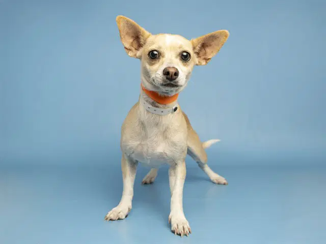 June Carter - Chihuahua