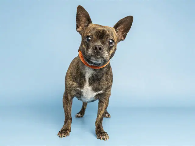 Bella - Chihuahua
