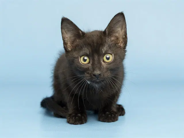 Shaggy - Domestic Short Hair