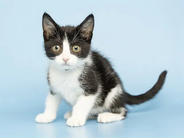 Lala - Domestic Short Hair