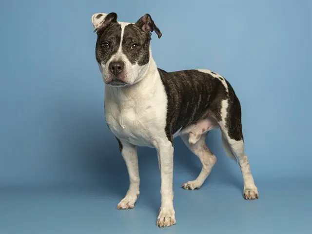 Dude - American Pit Bull Terrier