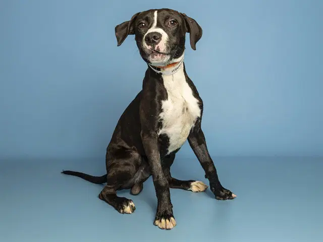 Doug - American Pit Bull Terrier