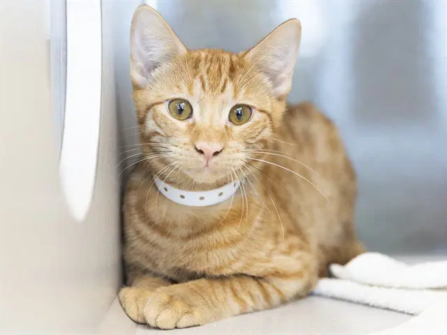Keery - Domestic Short Hair