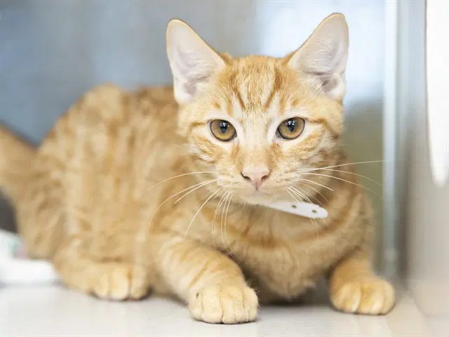 Sunny - Domestic Short Hair