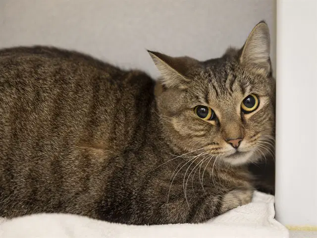 Lucinda - Domestic Short Hair