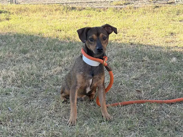 Dale - Chihuahua