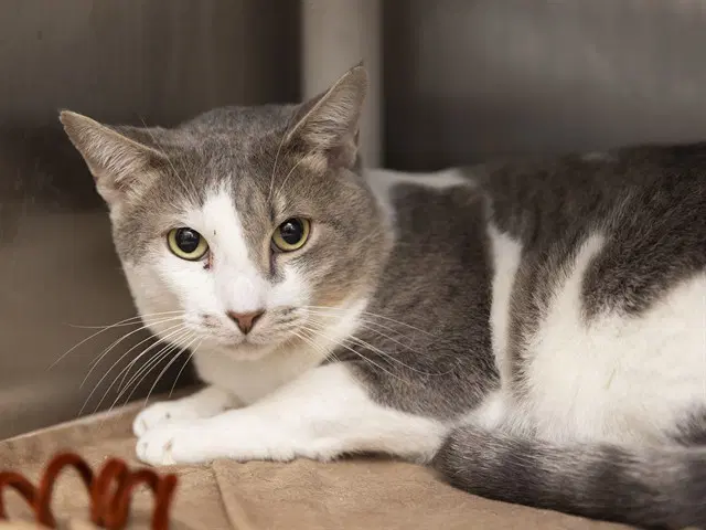 Squish - Domestic Short Hair