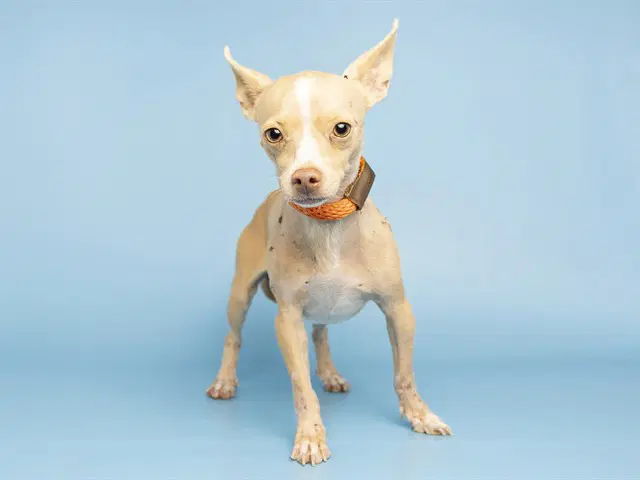 Pedro - Chihuahua