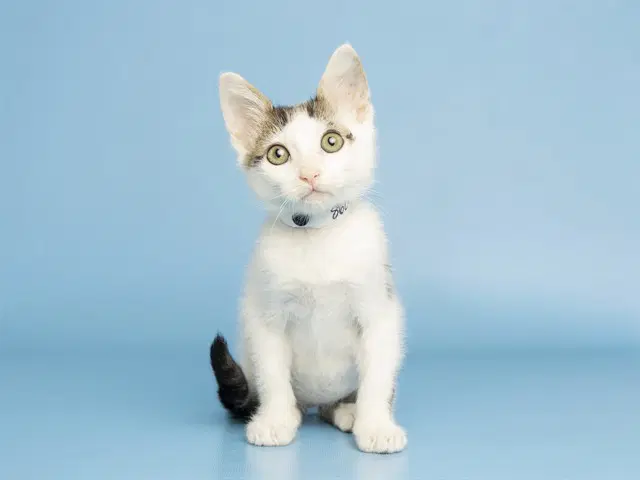 Raspberry - Domestic Short Hair