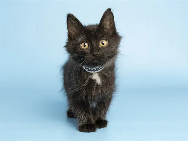 Morticia - Domestic Short Hair