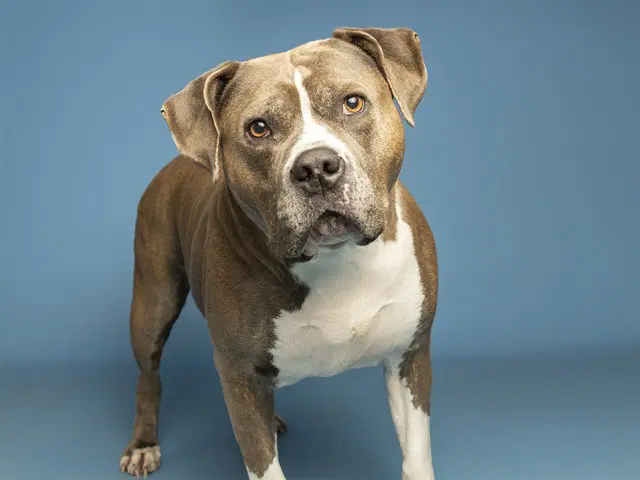 Luna - American Pit Bull Terrier