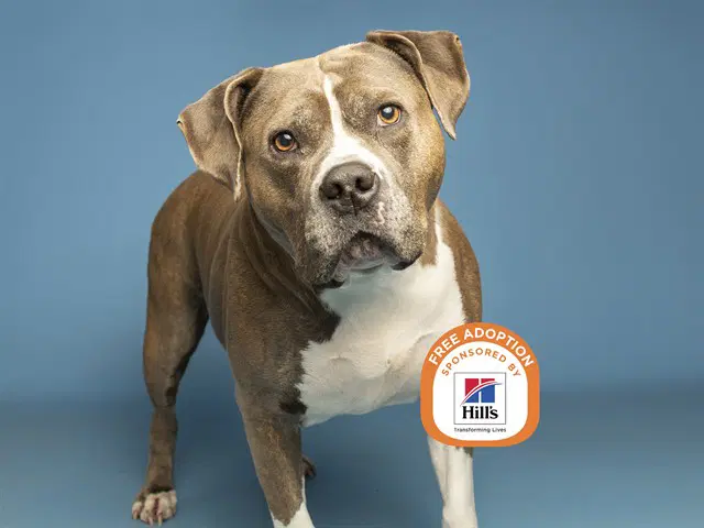 Luna - American Pit Bull Terrier