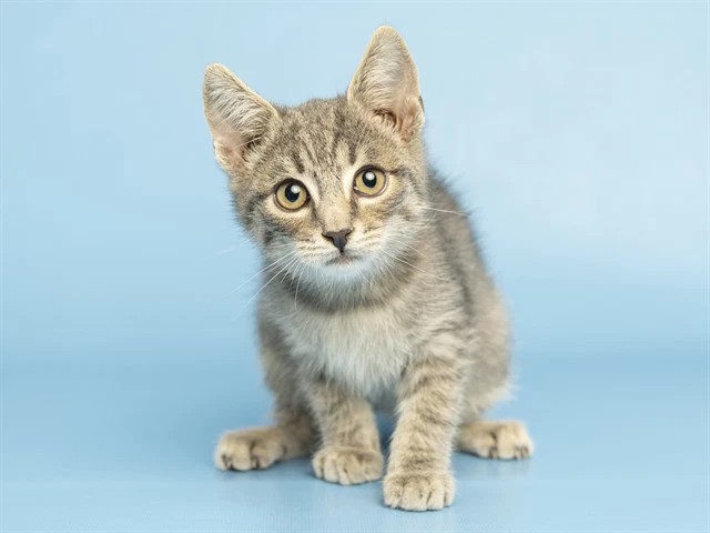 Sam