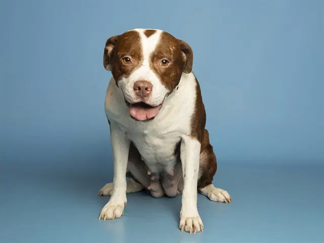 Chaparrita - American Pit Bull Terrier