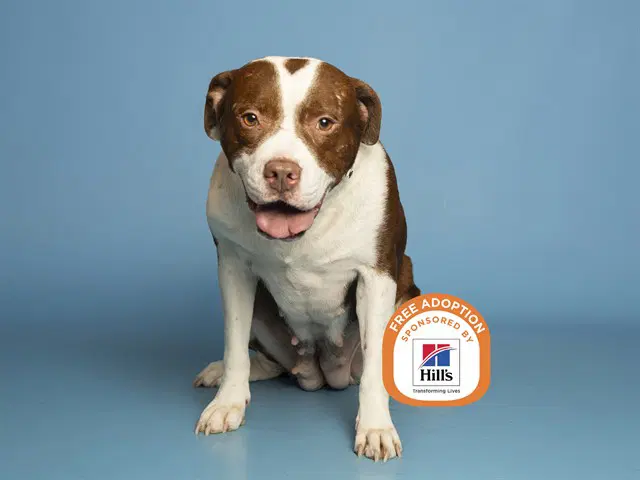 Chaparrita - American Pit Bull Terrier