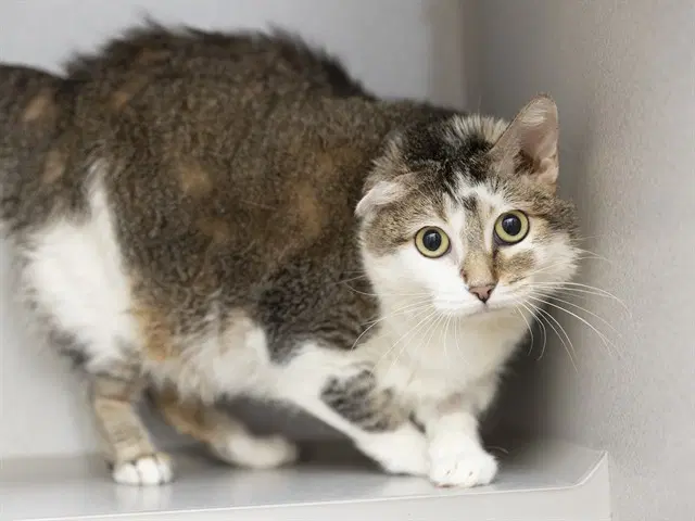 Sadie - Domestic Short Hair