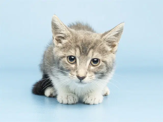 Violet - Domestic Short Hair