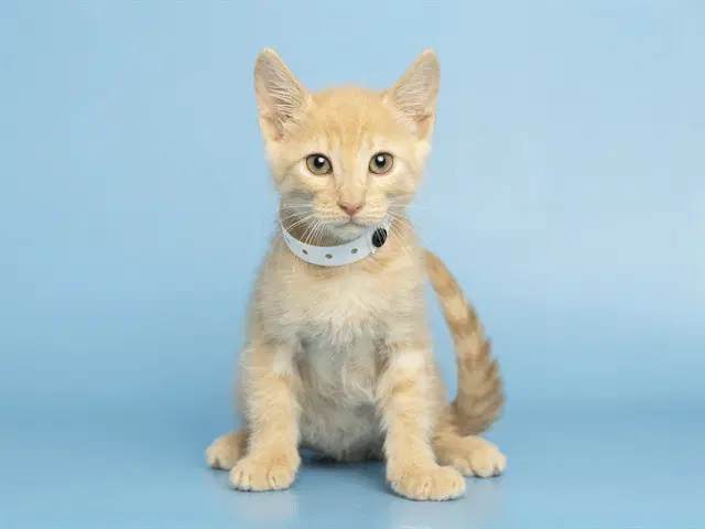 Mac - Domestic Short Hair