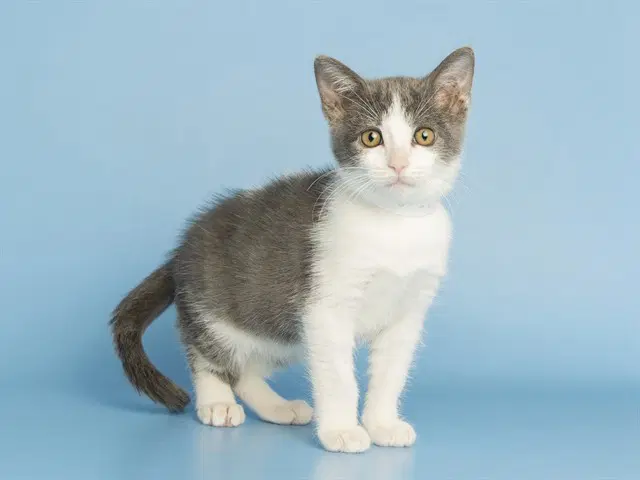 Luna - Domestic Short Hair