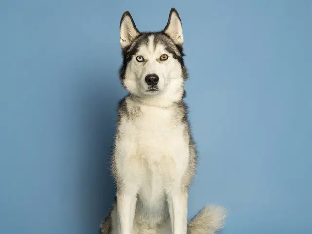 Asher - Husky