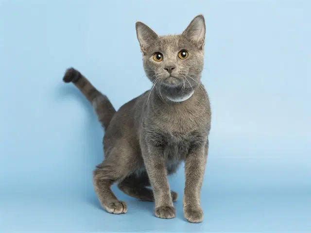 Captain Clark - Domestic Short Hair