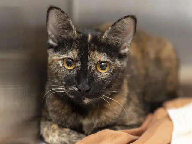 Mira - Domestic Short Hair