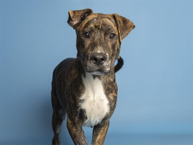 adoptable Dog in Phoenix, AZ named OSO