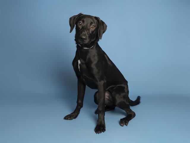 adoptable Dog in Phoenix, AZ named CECE