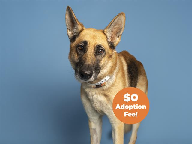 adoptable Dog in Phoenix, AZ named SANTIAGO