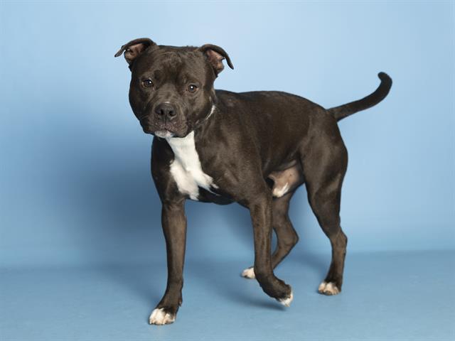 adoptable Dog in Phoenix, AZ named NICK WILDE