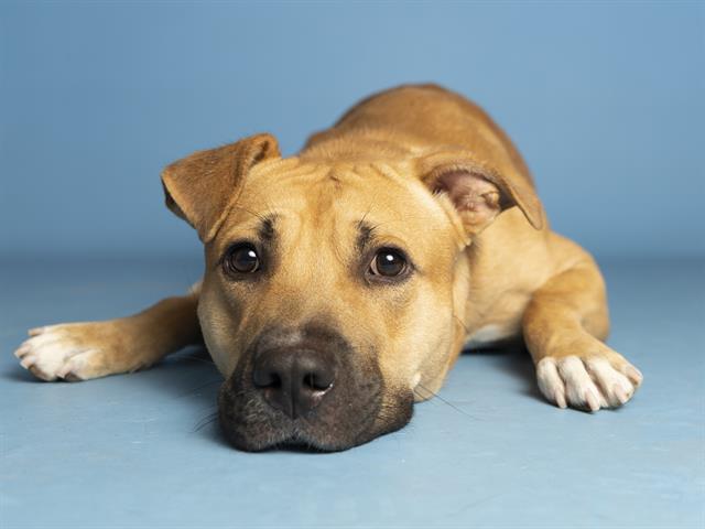 adoptable Dog in Phoenix, AZ named KRATOS