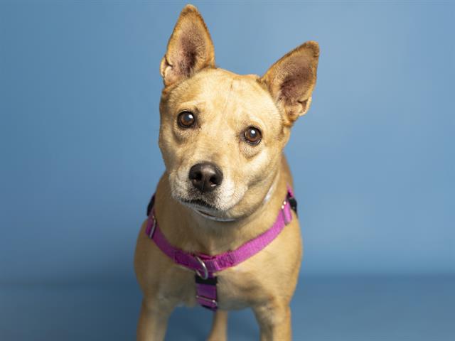 adoptable Dog in Phoenix, AZ named LUCY