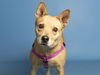 adoptable Dog in , AZ named LUCY