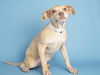 adoptable Dog in phoenix, AZ named MYLA