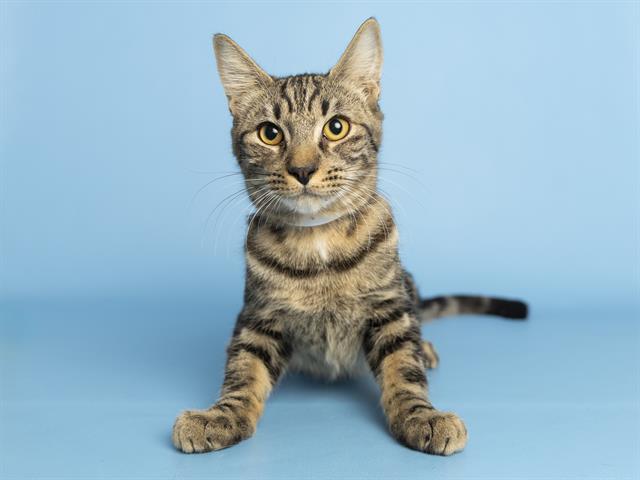 adoptable Cat in Phoenix, AZ named HENRY