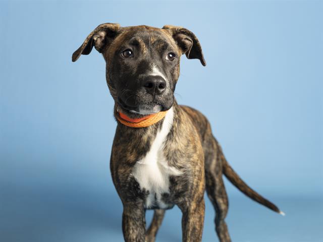 adoptable Dog in Phoenix, AZ named FELICITY