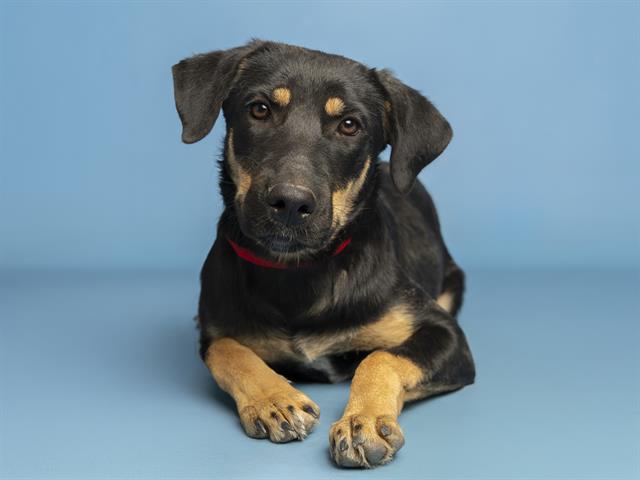 adoptable Dog in Phoenix, AZ named NADJA