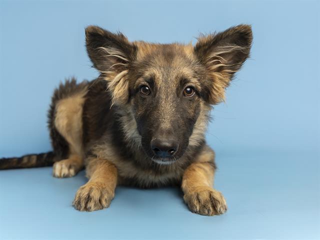 adoptable Dog in Phoenix, AZ named NASH