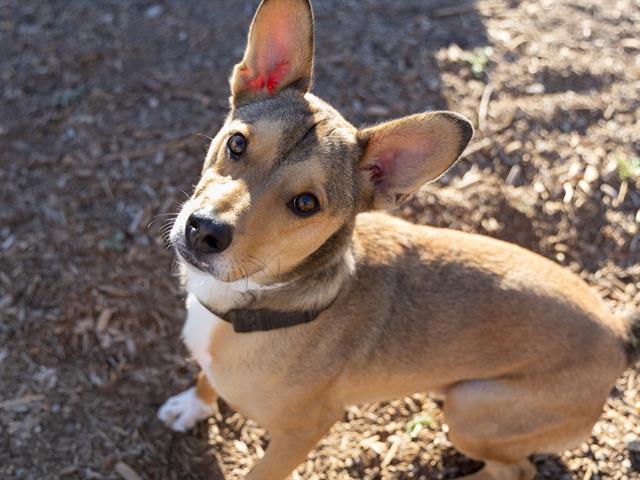 adoptable Dog in Phoenix, AZ named BAM BAM