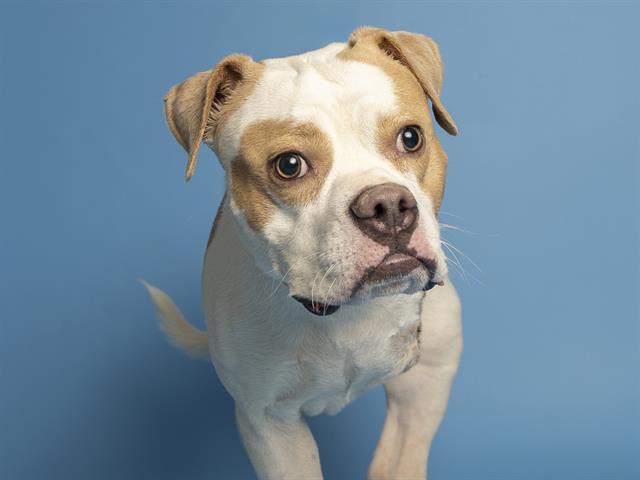 adoptable Dog in Phoenix, AZ named COLBY