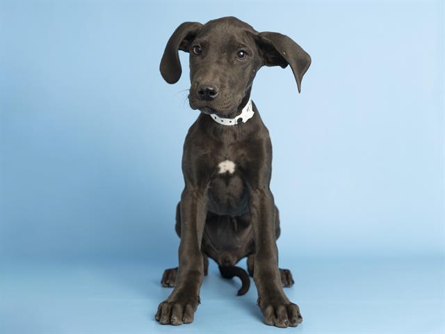 adoptable Dog in Phoenix, AZ named KIDA