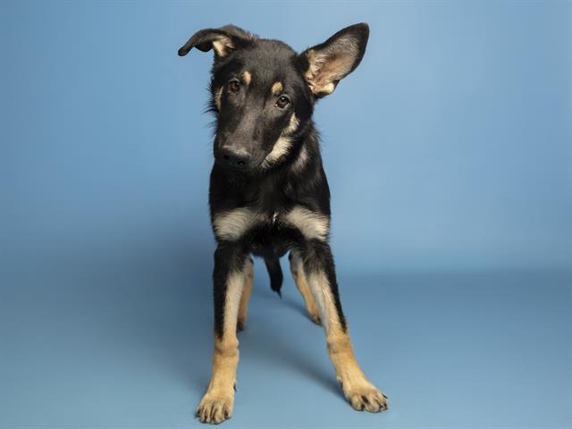 adoptable Dog in Phoenix, AZ named CLAUDIA